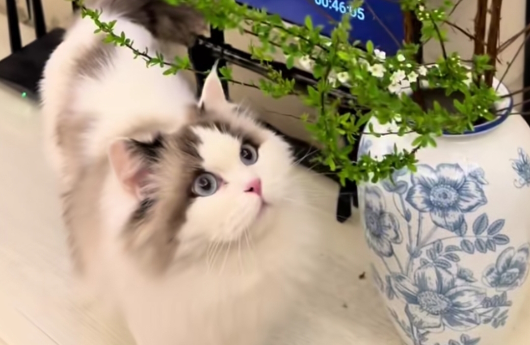 心理学上有一个词叫：泡菜效应