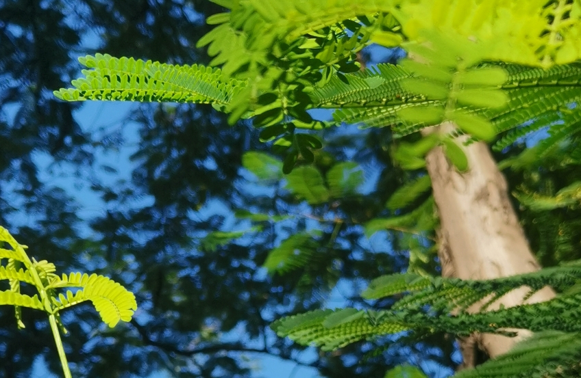 思维游离