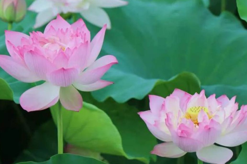 【今日分享】

心理学趣谈：荷花效应，你了解多少？