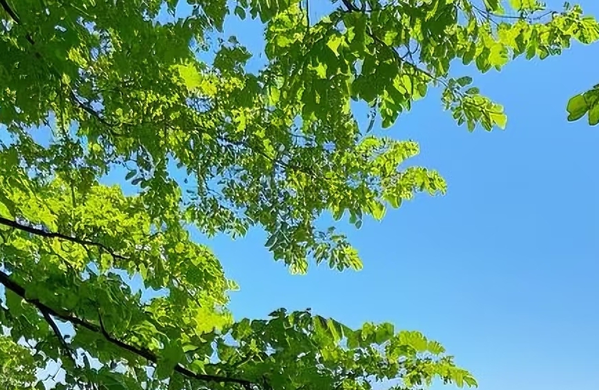 踢猫效应：负面情绪的传递与化解