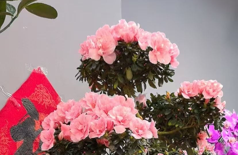如何克服社交焦虑？