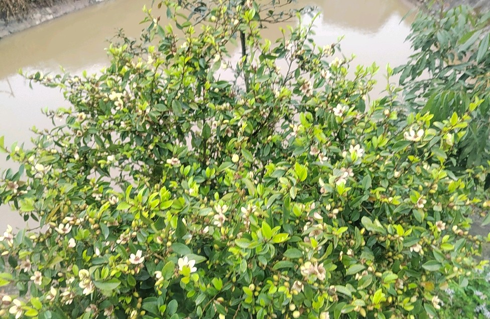 情感摆渡：让心灵在对话中重获轻盈