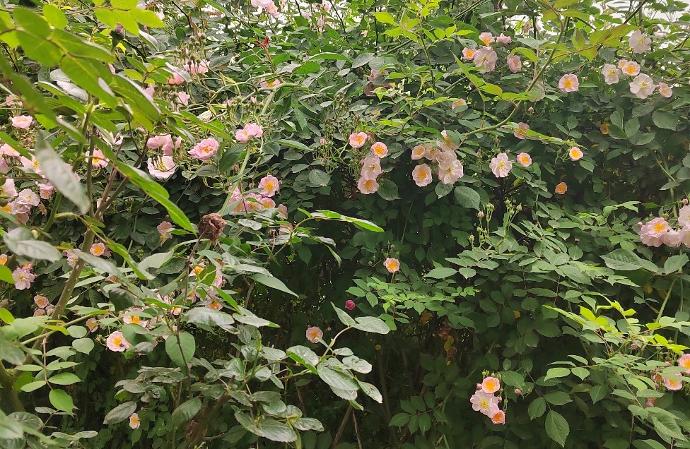 心灵驿站：让情感找到栖息的港湾