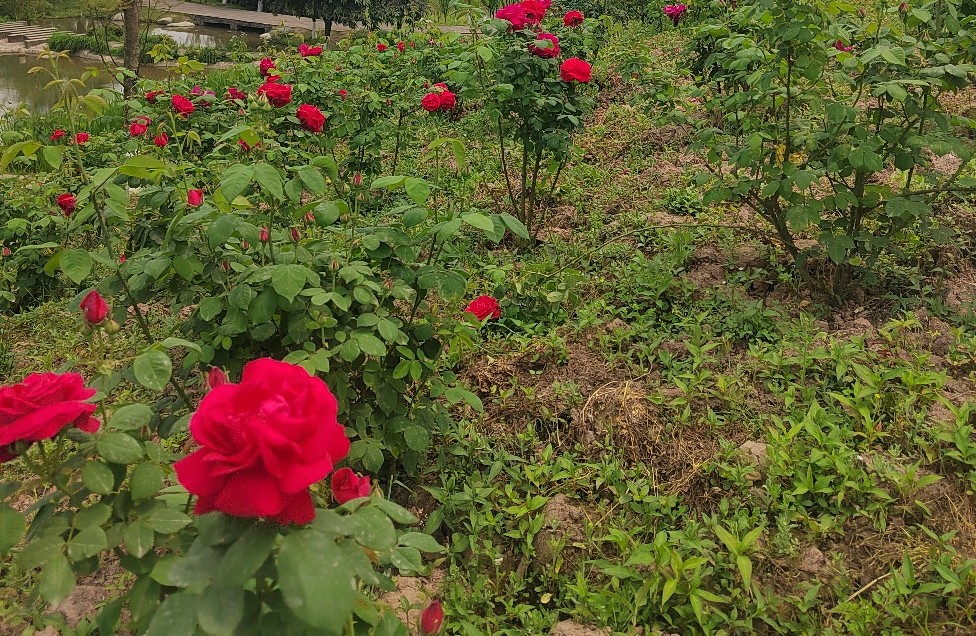 与情绪和解：一场自我救赎的温柔旅行