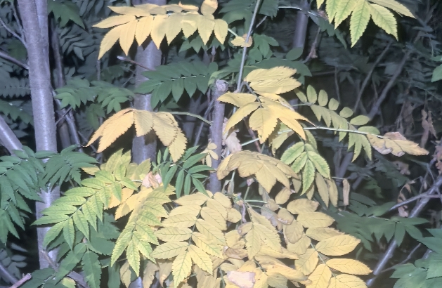 凡勃伦效应在商业领域的应用