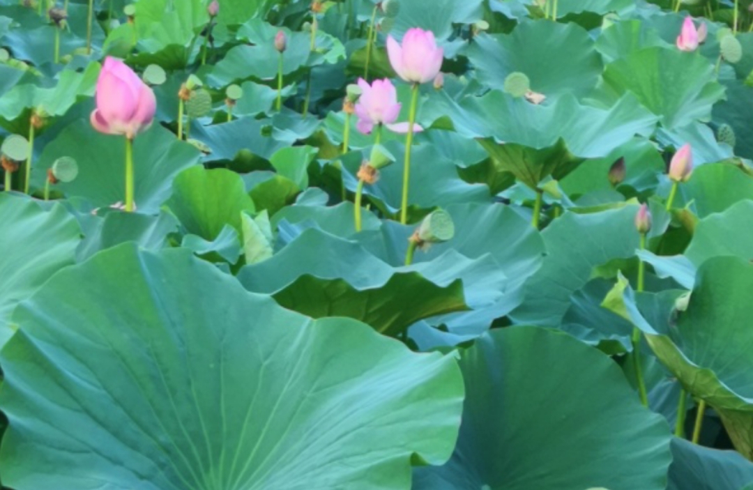 恋母情结心理学视角下的亲子依附与情感的模式