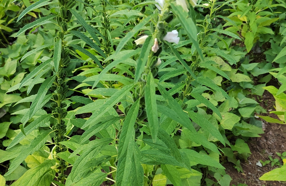 搭建稳固婚恋关系的桥梁