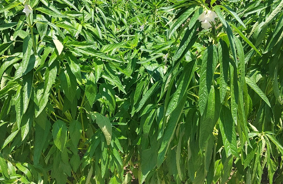 驶向幸福彼岸的指南