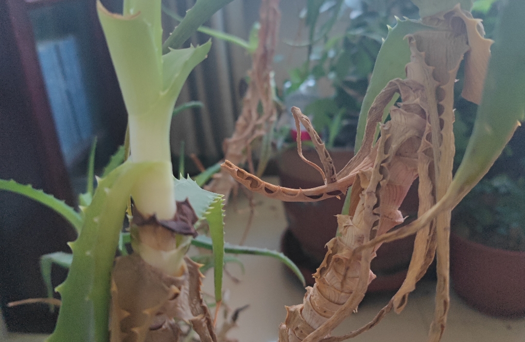 幸存者偏差：逻辑谬误的隐秘陷阱与现实镜像