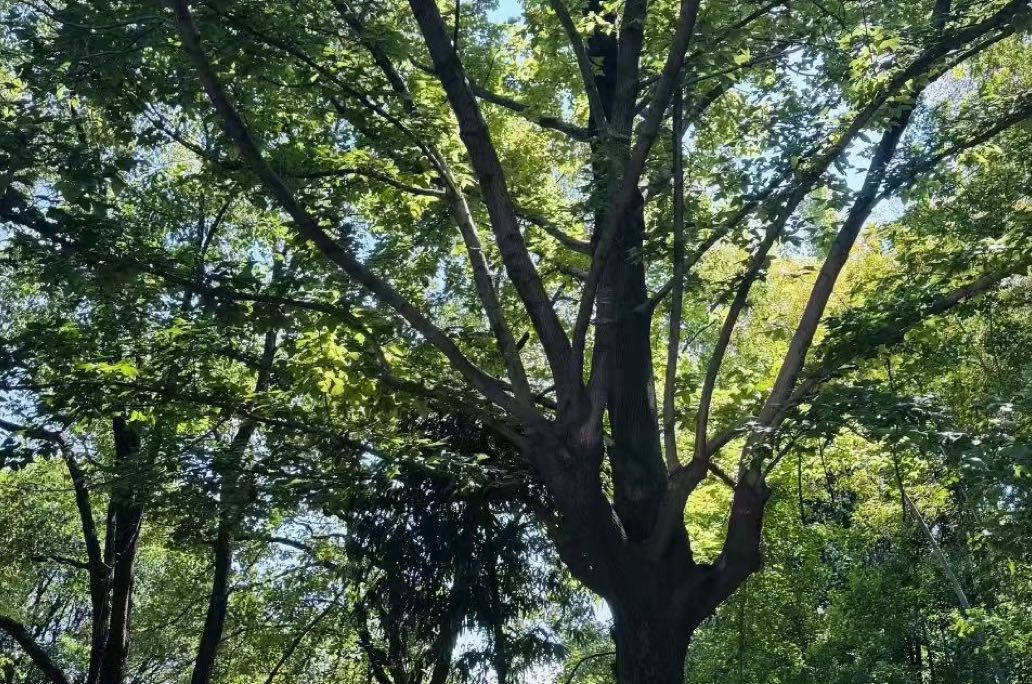 心里总在开会？停止那个不停批判你的声音