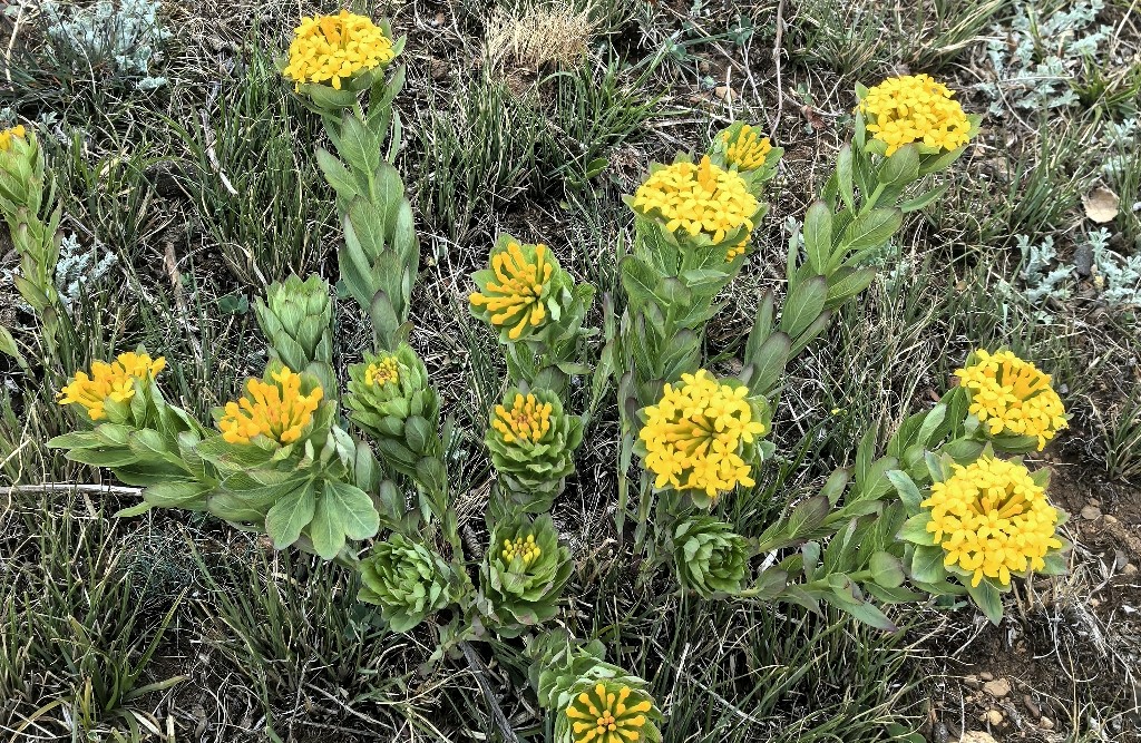 让花成花，让树成树
