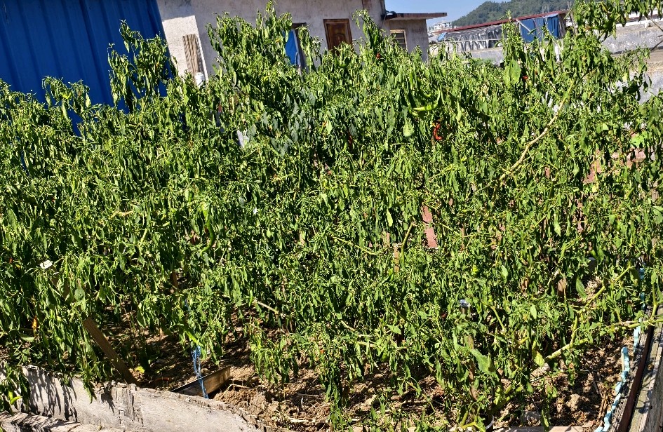 十个心理学小技巧