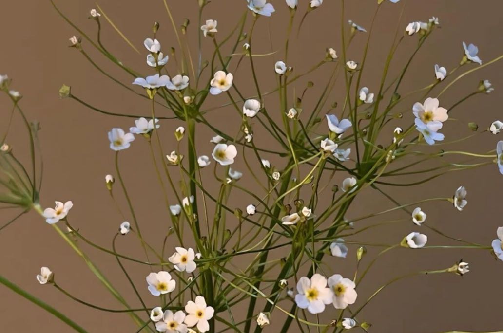 分不清求助还是操控，是被共生侵蚀的结果