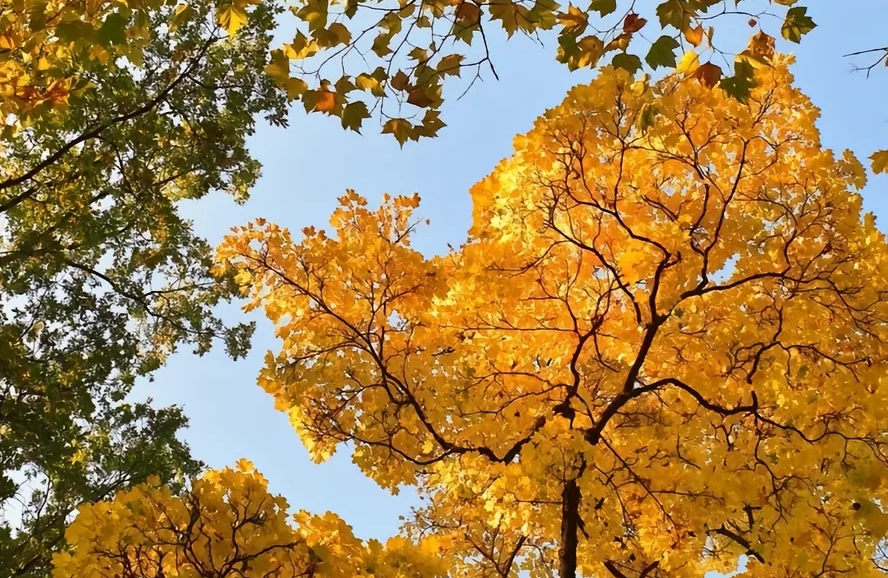 心理学上有一个词叫：巴纳姆效应（让对方对你上头的“魔法”）