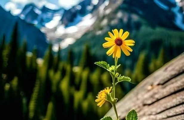 怎样培养面对情感挫折的心理韧性？