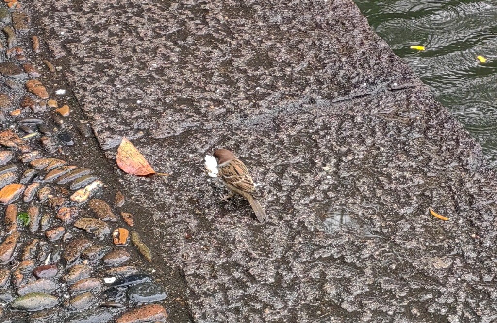 生活中的小乐趣？