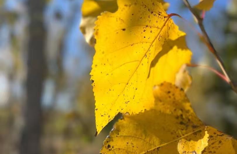 什么是回避型依恋型