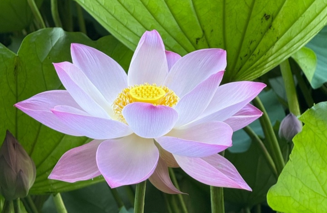 阳明心学应对孤独