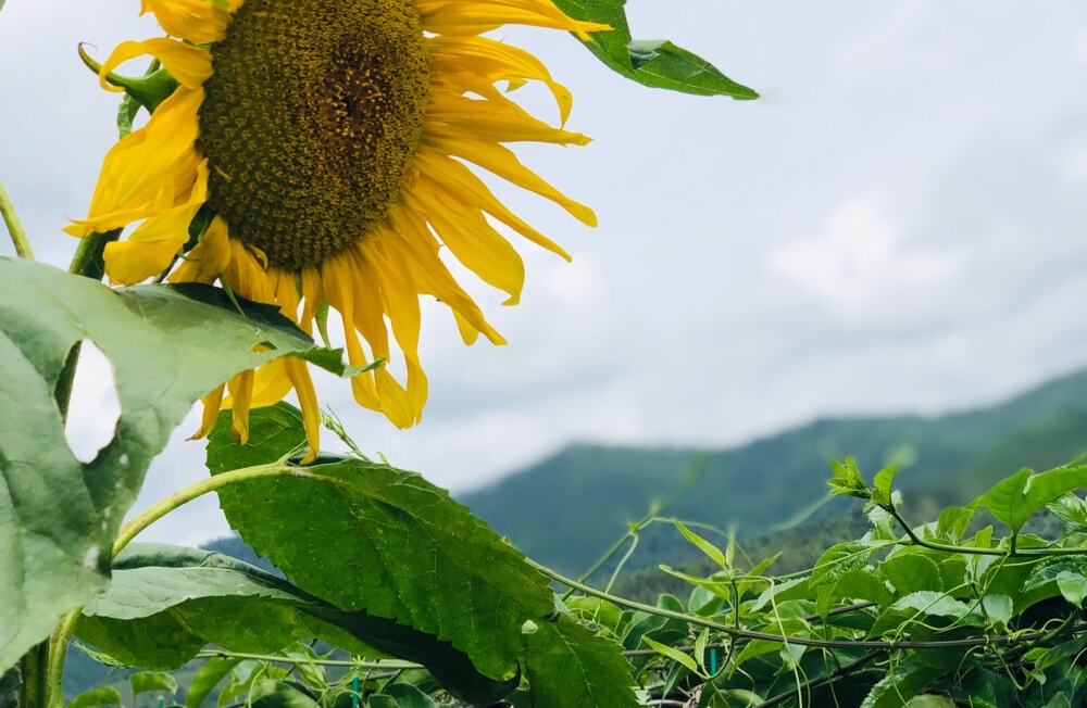 高敏感人群如何与过度丰富的情绪共处？