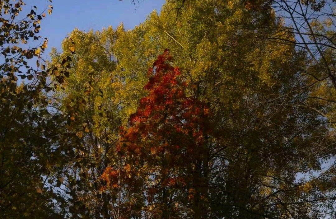 怎么慢慢修复自己原生家庭的影响？