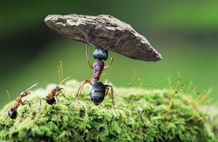 强者是如何处理自己创伤的：不回避创伤本身，而是将其转化为自我