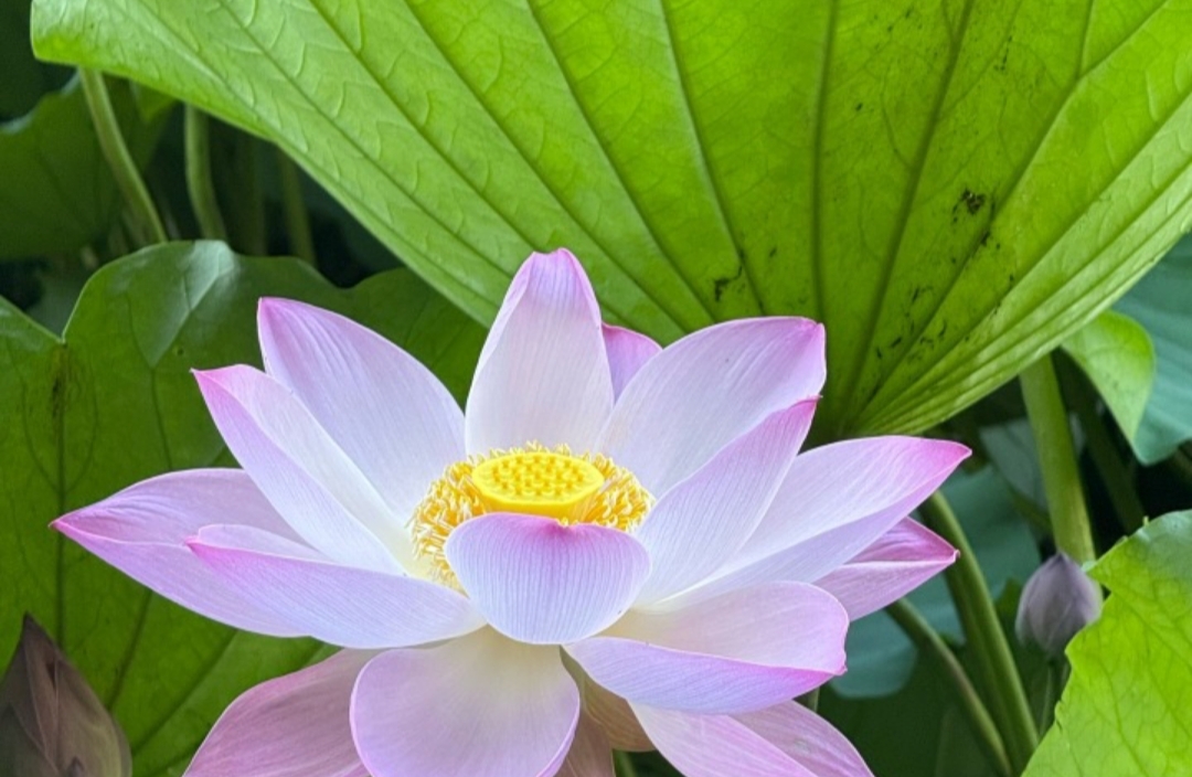 阳明心学视角下的内归因