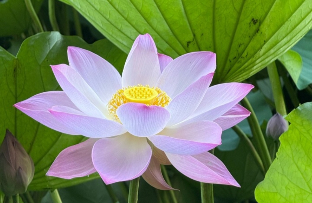 阳明心学应对孤独感