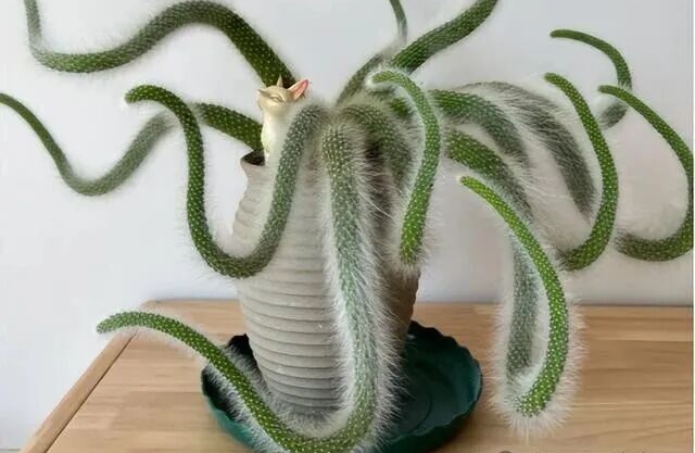 为什么我们会体验到不同的情绪？他们各自的功能是什么？