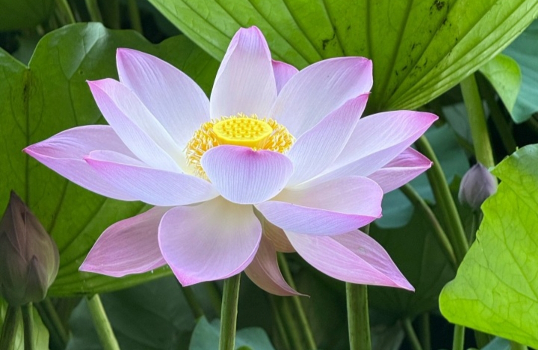 阳明心学应对无情之道