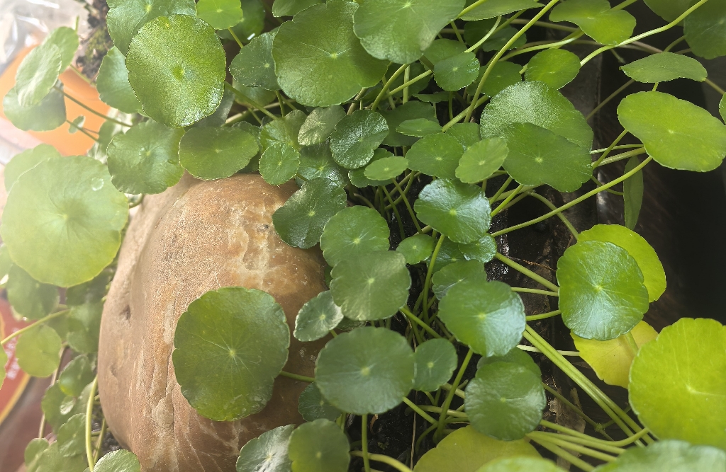 夫妻感情里的“情绪回应”法则