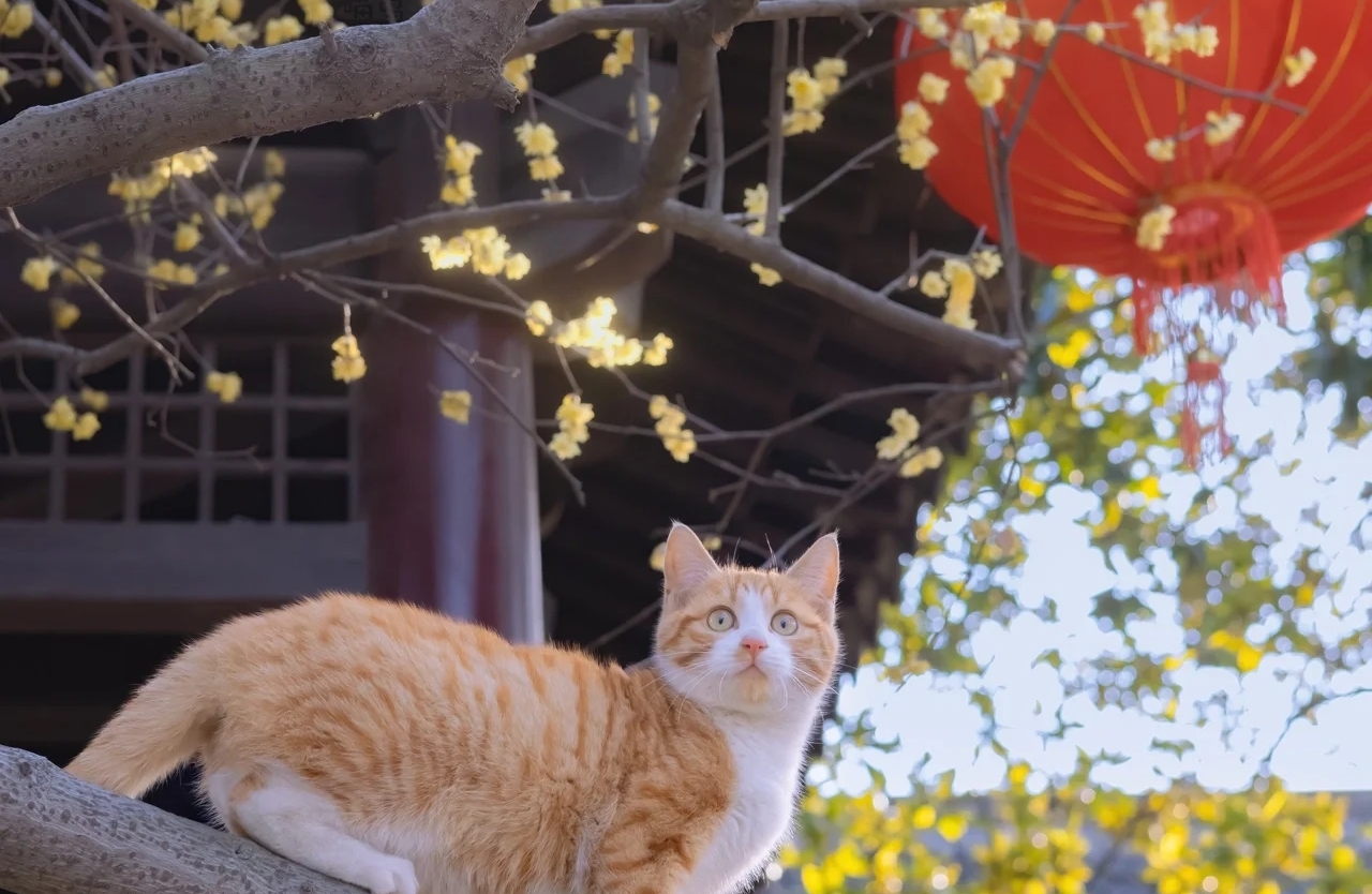 三步沟通法：终结矛盾升级，轻松化解冲突