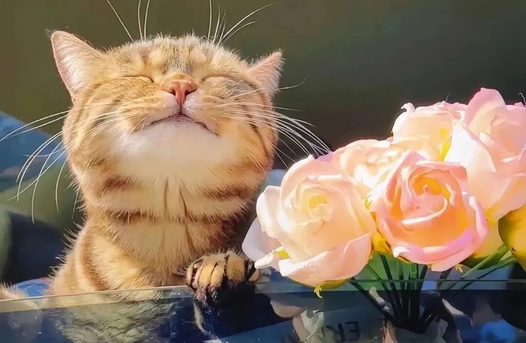 糖分补给站：当甜蜜不再只是一种感觉