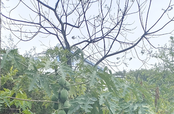 描述决疑术在现代职场中的应用