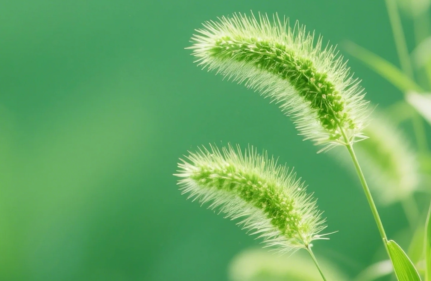 读懂替罪羊效应，别做情绪的牺牲品