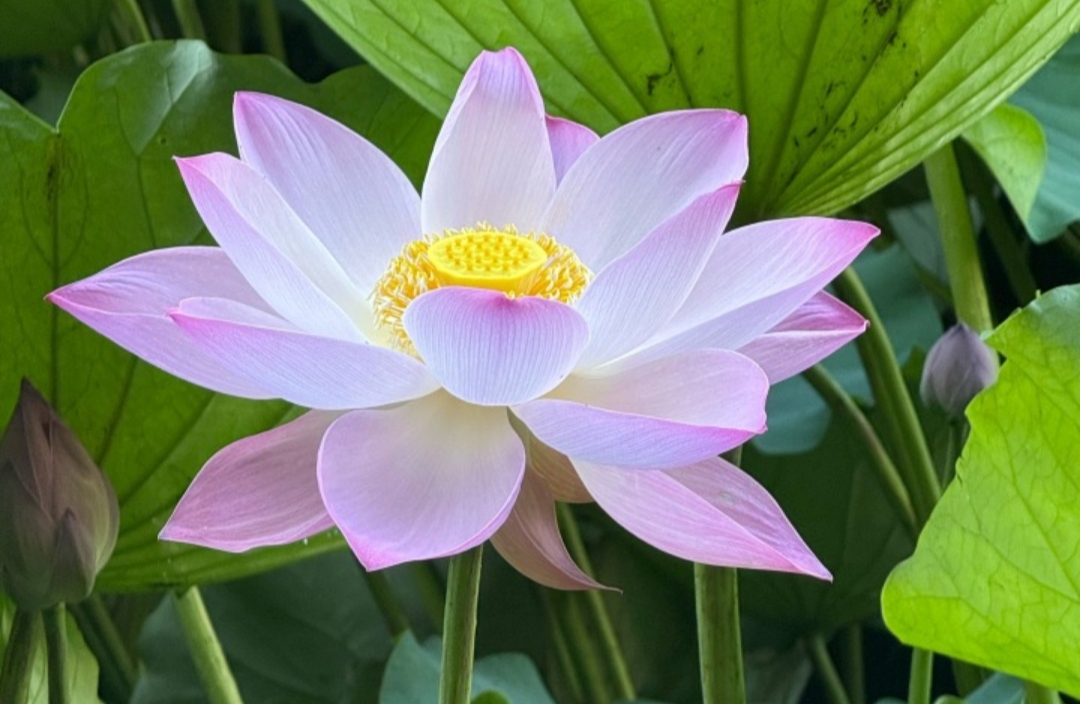 阳明心学应对情人欺骗