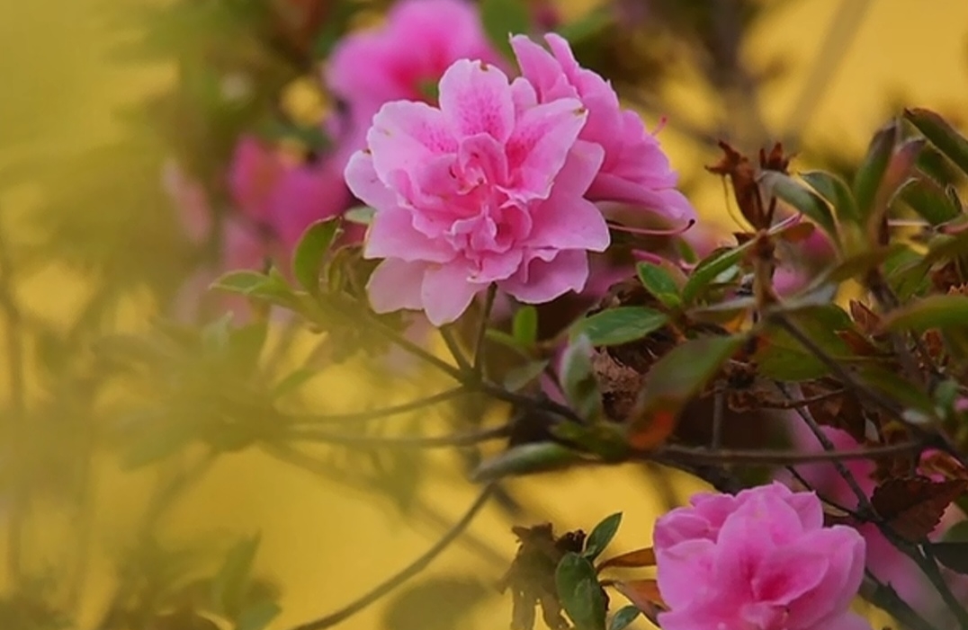 如何有一个好的“母女关系”？