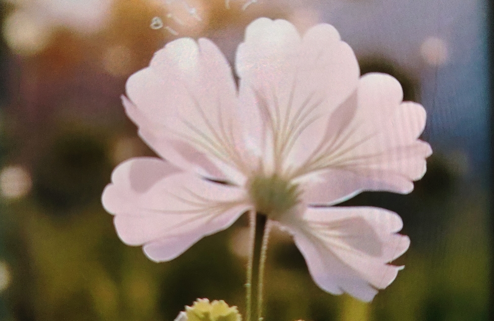 恋爱都不那么好谈的