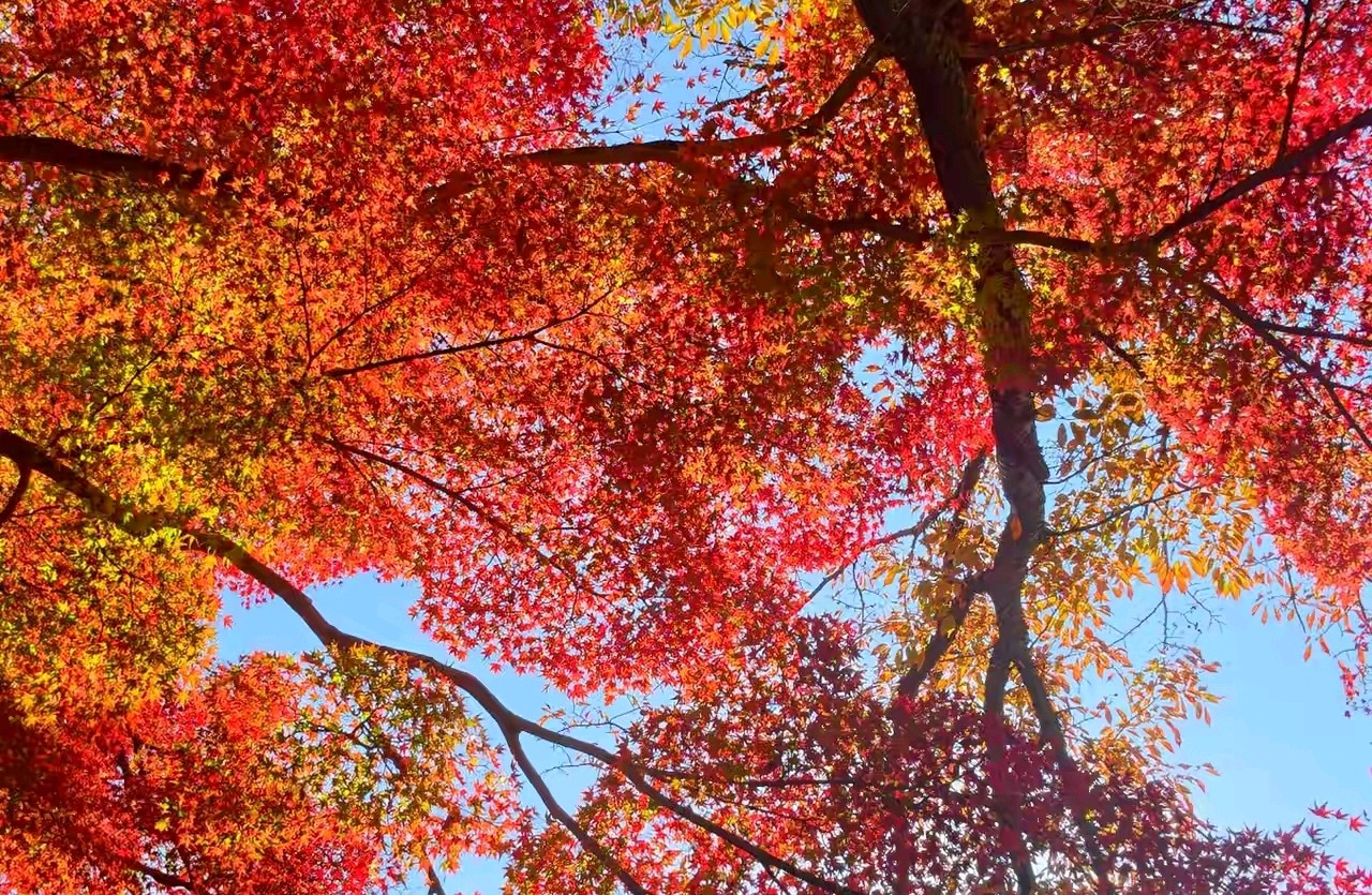 裂痕之后：修复的阶梯与深渊