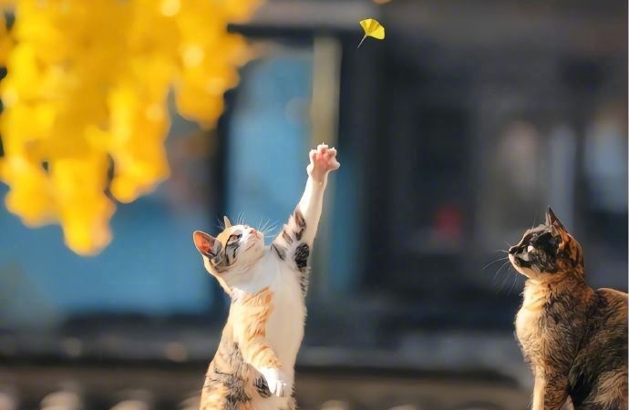 具体承认过失，而非模糊地表达遗憾