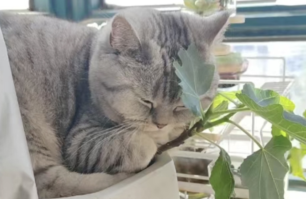 如何在支持他的同时不消耗自己