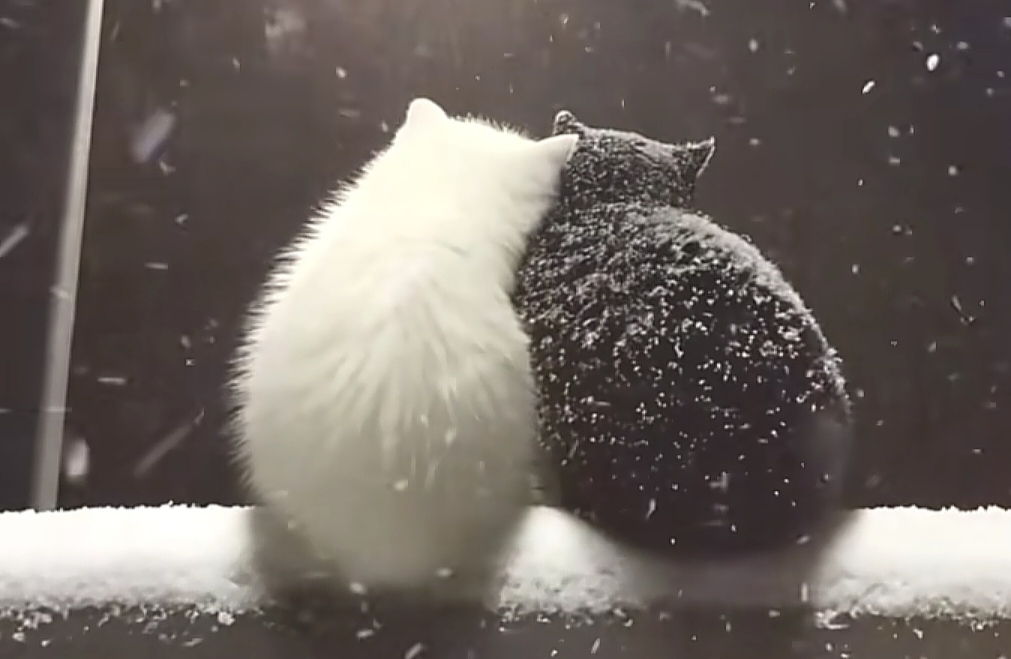 为什么越想改造伴侣婚姻越窒息？