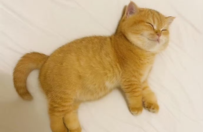 失眠背后的身体信号，听懂才能对症下药