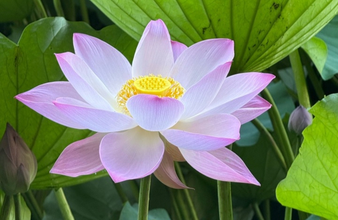 协调婚姻、家庭和孩子的关系