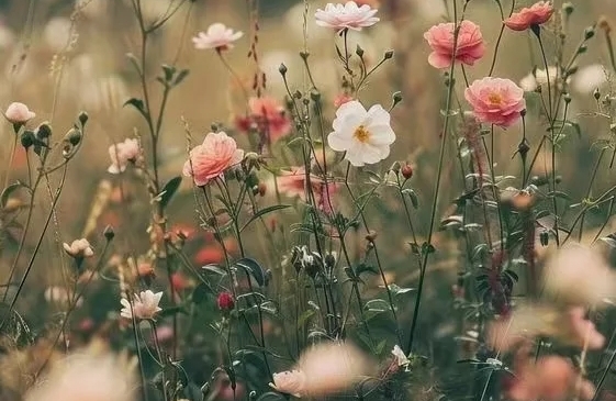 五步搞定婆媳关系，婚姻少一半内耗