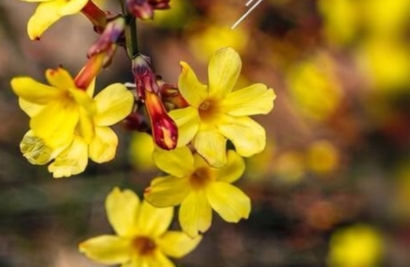 儒家思想对家庭关系有哪些启示？