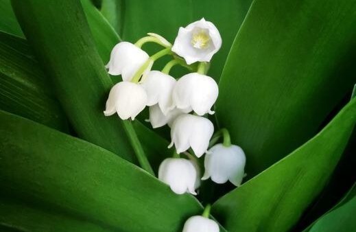 登门槛效应：小步骤成就大改变