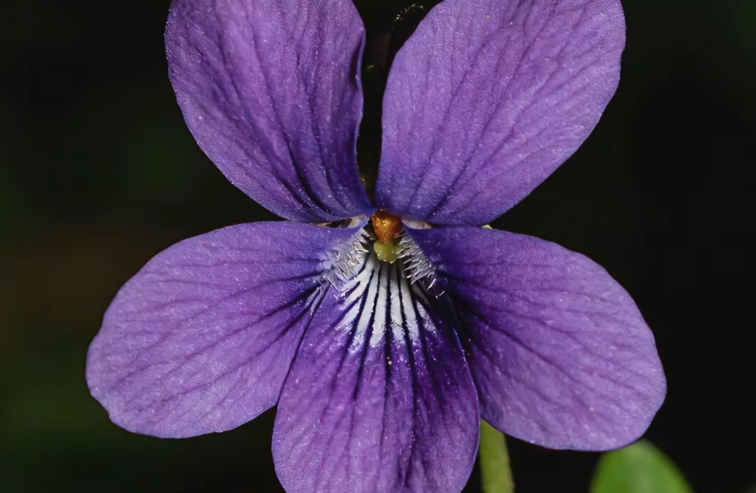 快速“提升内啡肽”的日常小方法