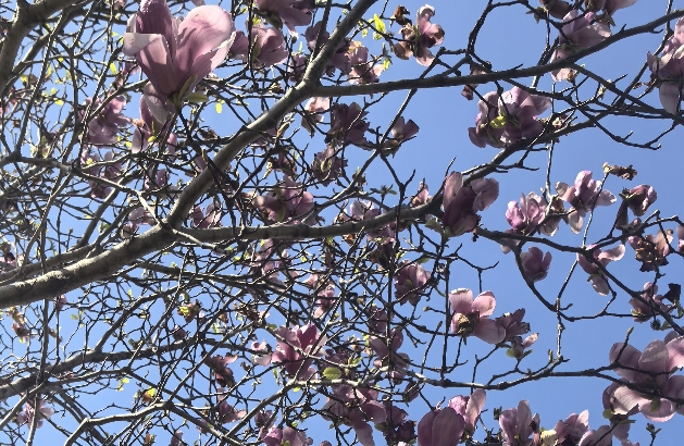 丁克选择背后的人生取舍