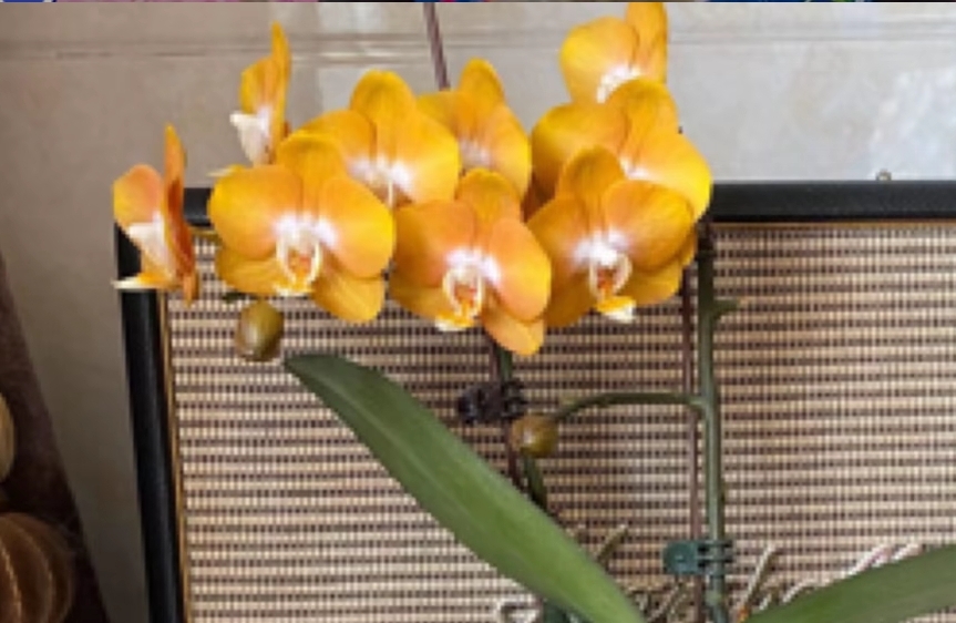 遭遇冷暴力的爱情，该如何自救？