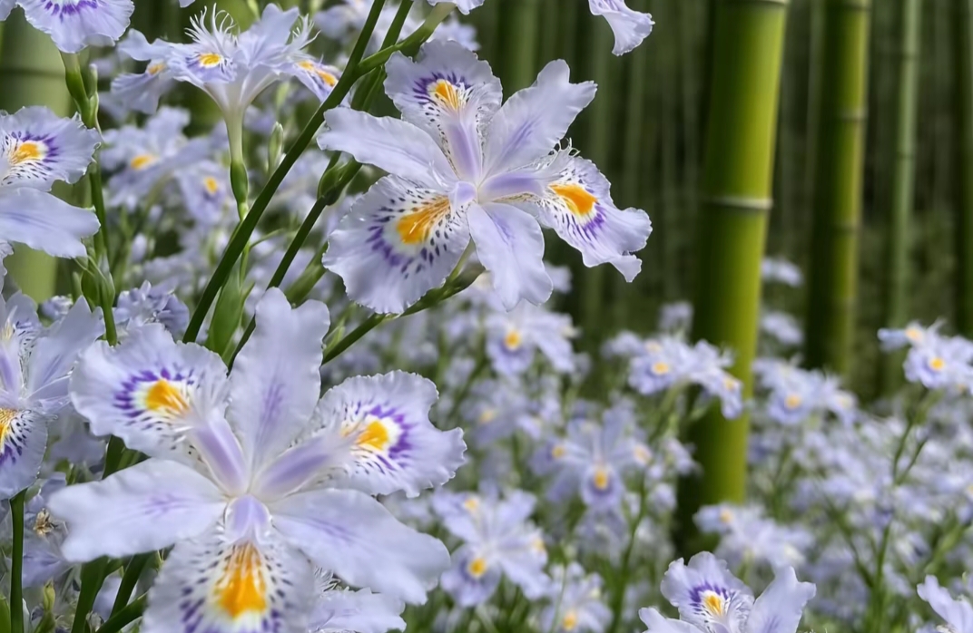 如何放下情感执念？